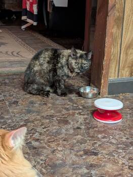 Rescue Manx and Domestic Short Hair Cats for Adoption in Seven Valleys, Pennsylvania - Riley | PetCurious