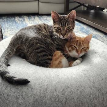 Alvina & Simon  -  Domestic Short Hair Cat Available for Adoption in Calverton, Maryland - Alvina & Simon  | PetCurious