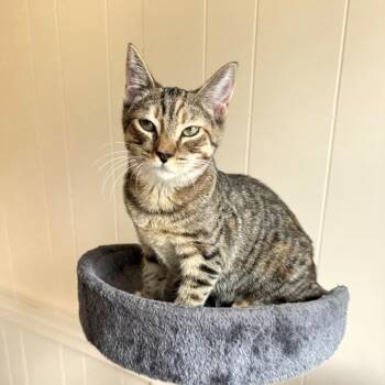 Freya -  Torbie and Domestic Short Hair Cat for Adoption in Mastic, New York - Freya | PetCurious