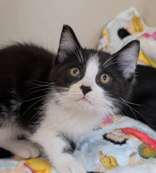 Carl Dean -  Domestic Short Hair Cat for Adoption in Tomah, Wisconsin - Carl Dean | PetCurious