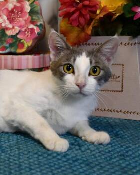 Serena -  Domestic Short Hair Cat Available for Adoption in Roanoke, Texas - Serena | PetCurious