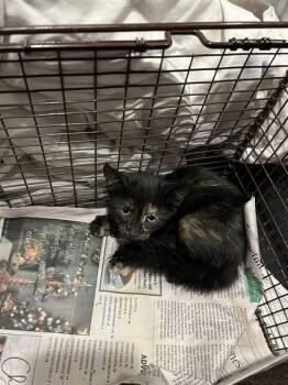 A811585 -  Domestic Short Hair Cat for Adoption in San Antonio, Texas - A811585 | PetCurious