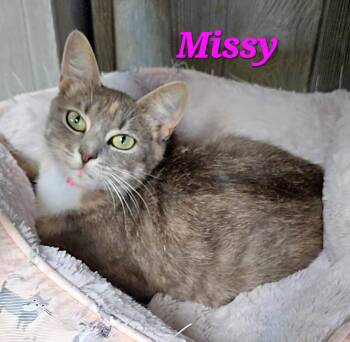 Missy -  Dilute Tortoiseshell Cat for Adoption in Macon, Georgia - Missy | PetCurious