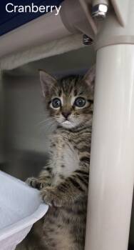 Rescue Domestic Short Hair Cats for Adoption in Fort Walton Beach, Florida - Chip Cranberry | PetCurious