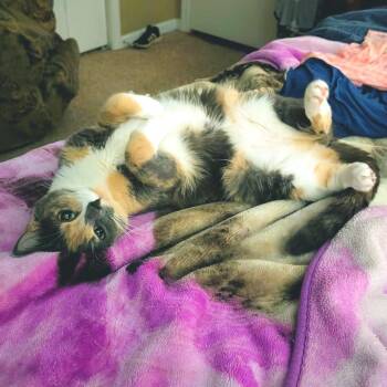 Jellylorum -  Domestic Short Hair Cat for Adoption in Cumming, Georgia - Jellylorum | PetCurious