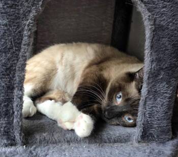 Siamese Cats Available for Adoption in Muskegon, Michigan - MING | PetCurious
