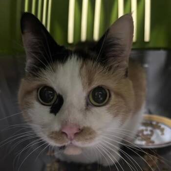 Marbles -  Domestic Short Hair Cat for Adoption in Merriam, Kansas - Marbles | PetCurious