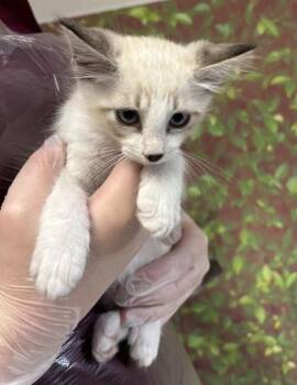 Domestic Short Hair Cats Available for Adoption in San Antonio, Texas - CREAM CHEESE | PetCurious