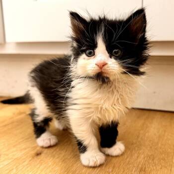 Domestic Long Hair Cats Available for Adoption in Long Beach, California - Astrid | PetCurious