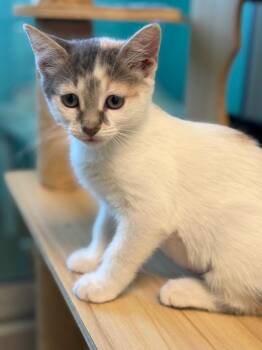 Clam Chowder -  Domestic Short Hair Cat for Adoption in Cape Coral, Florida - Clam Chowder | PetCurious