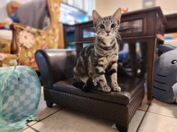Chalupa -  Tabby and Domestic Short Hair Cat for Adoption in Spring Hill, Florida - Chalupa | PetCurious