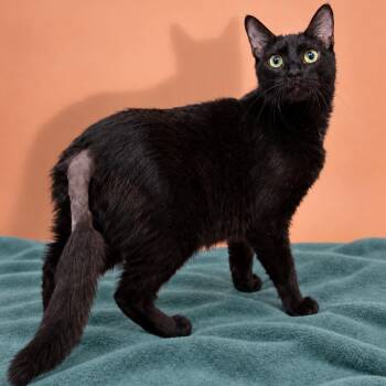Luna -  Domestic Short Hair Cat for Adoption in San Antonio, Texas - Luna | PetCurious