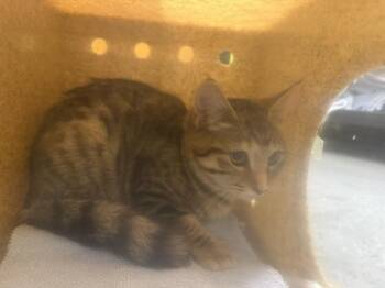 BOBBIE -  Domestic Short Hair Cat for Adoption in Kent, Washington - BOBBIE | PetCurious