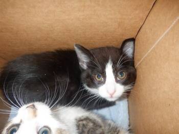 Domestic Short Hair Cats Available for Adoption in San Jose, California - A1407028 | PetCurious