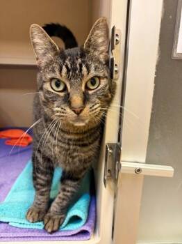 Little Bear -  Domestic Short Hair Cat Available for Adoption in New Hope, Pennsylvania - Little Bear | PetCurious