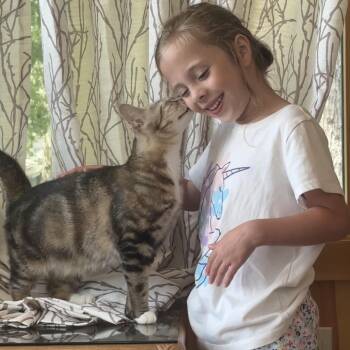 Duchess -  Domestic Short Hair Cat for Adoption in Glenfield, New York - Duchess | PetCurious
