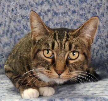 Domestic Short Hair Cats Available for Adoption - SAMANTHA | PetCurious