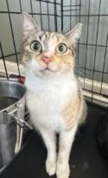 Liora -  Domestic Short Hair Cat for Adoption in West Memphis, Arkansas - Liora | PetCurious