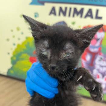 SVAS-Stray-38860 -  Domestic Short Hair Cat for Adoption in Lyndhurst, Virginia - SVAS-Stray-38860 | PetCurious
