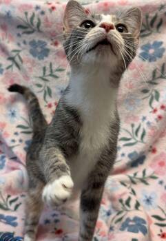 Dr. Paula Hutchinson -  Domestic Short Hair Cat for Adoption in Herndon, Virginia - Dr. Paula Hutchinson | PetCurious