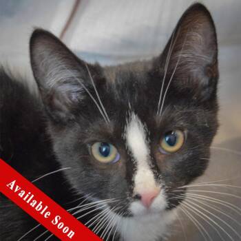 Benny -  Tuxedo and Domestic Short Hair Cat for Adoption in Huntley, Illinois - Benny | PetCurious