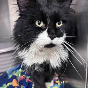 Domestic Medium Hair Cats Available for Adoption in Buffalo, Minnesota - Double Stuff | PetCurious