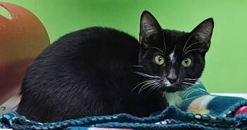 Domestic Short Hair Cats Available for Adoption - Moose | PetCurious