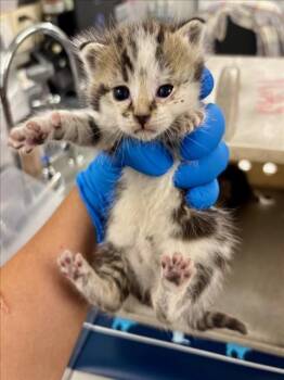 Domestic Short Hair Cats Available for Adoption in Woodland, California - *KLAUS | PetCurious