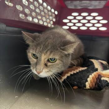 Sweetie -  Domestic Short Hair Cat for Adoption in Philadelphia, Pennsylvania - Sweetie | PetCurious