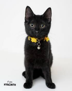 Hyacinth -  Domestic Short Hair Cat for Adoption in Boone, Iowa - Hyacinth | PetCurious
