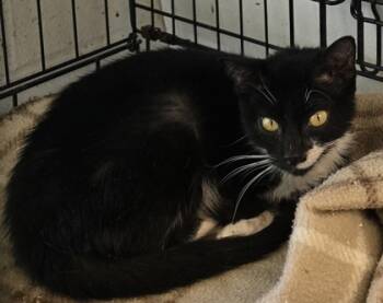 Rescue Domestic Short Hair Cats for Adoption in Anderson, Indiana - Wyatt | PetCurious