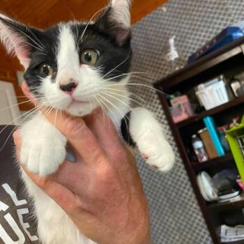 George -  Domestic Short Hair Cat for Adoption in Hemet, California - George | PetCurious