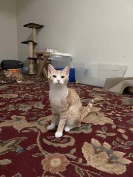 Wren -  Domestic Short Hair Cat for Adoption in Herndon, Virginia - Wren | PetCurious