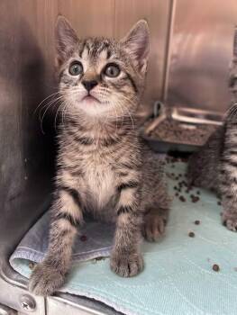 Asta -  Domestic Short Hair and Tabby Cat for Adoption in Greensboro, North Carolina - Asta | PetCurious