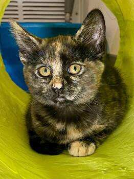 Snickers -  Domestic Short Hair Cat for Adoption in Oakland, California - Snickers | PetCurious