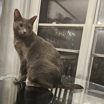Rescue Burmese Cats for Adoption in Lake Barrington, Illinois - Violet | PetCurious