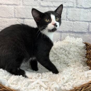 Preponte -  Domestic Short Hair Cat for Adoption in Harrisonburg, Virginia - Preponte | PetCurious