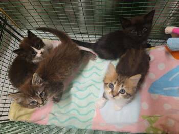 STRAWBERRY -  Domestic Medium Hair Cat for Adoption in Tustin, California - STRAWBERRY | PetCurious