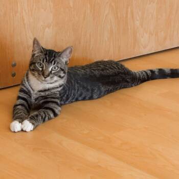Thursday -  Domestic Short Hair Cat for Adoption in Fremont, Michigan - Thursday | PetCurious