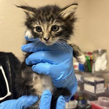 Kevin Seacucumber -  Domestic Long Hair Cat for Adoption in Tempe, Arizona - Kevin Seacucumber | PetCurious