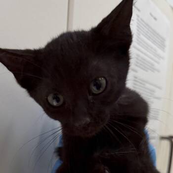 Garnet -  Domestic Short Hair Cat for Adoption in Auburn, Alabama - Garnet | PetCurious