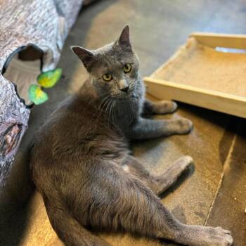 Jake -  Domestic Short Hair Cat for Adoption in Edwardsville, Illinois - Jake | PetCurious