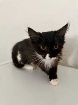 Rescue Domestic Long Hair Cats for Adoption in Mesa, Arizona - Smore | PetCurious