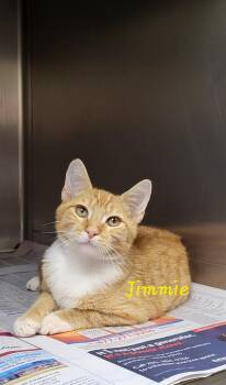 Jimmie -  Domestic Short Hair Cat for Adoption in Marion, Mississippi - Jimmie | PetCurious