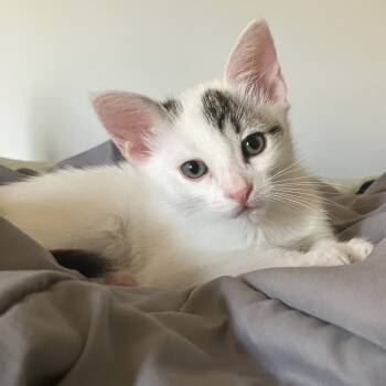 Rescue Domestic Short Hair Cats for Adoption in Los Angeles, California - RZA | PetCurious