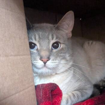 Siamese Cats Available for Adoption in Providence, Rhode Island - Casper | PetCurious
