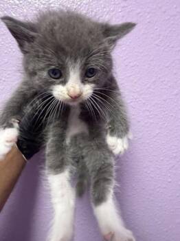 Domestic Medium Hair Cats Available for Adoption in El Paso, Texas - 61054167 | PetCurious