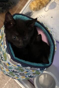 Jack -  Domestic Short Hair Cat for Adoption in Beaverton, Oregon - Jack | PetCurious