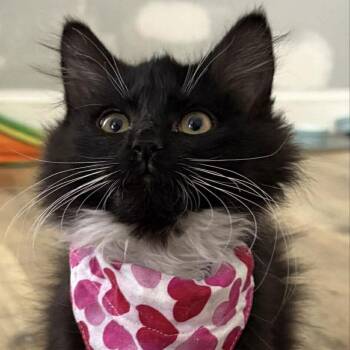 Domestic Medium Hair Cats Available for Adoption - Penguin | PetCurious