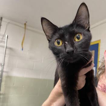 Popcorn -  Domestic Short Hair Cat for Adoption in Eureka Springs, Arkansas - Popcorn | PetCurious